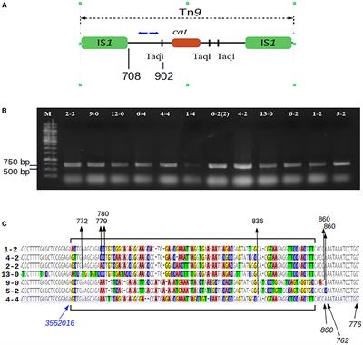 Interaction of bacteriophage P1 with an epiphytic Pantoea agglomerans strain—the role of the interplay between various mobilome elements